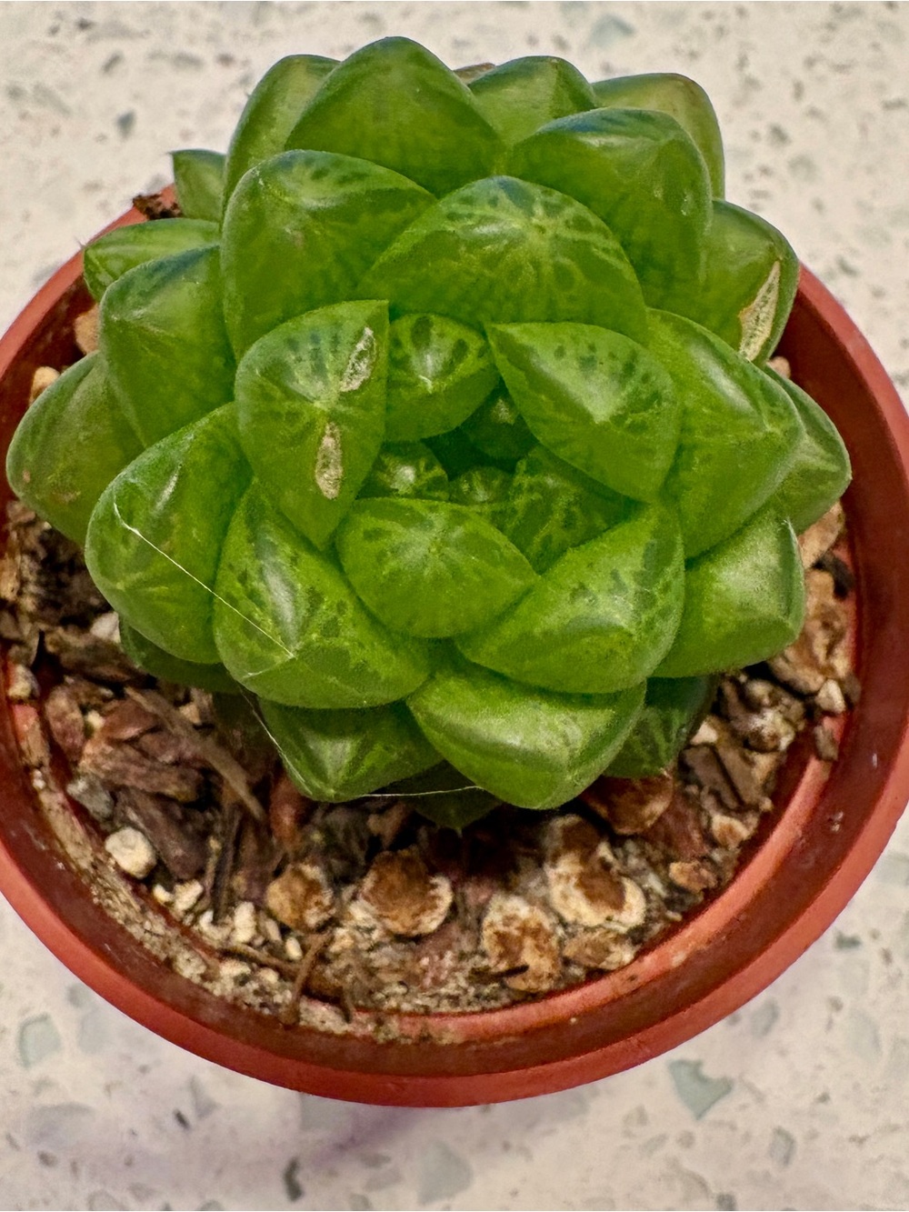 Cathedral Window Haworthia or Cushion Aloe / live plant